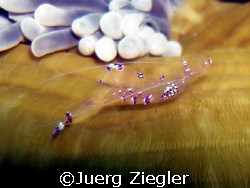 Glassshrimp on Soft Coral - simple things can be so beaut... by Juerg Ziegler 